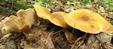 Tapinella atrotomentosa image