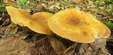 Tapinella atrotomentosa image