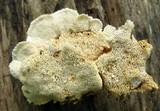 Pycnoporellus fulgens image