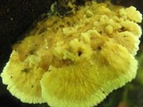 Pycnoporellus fulgens image
