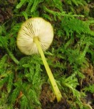 Pluteus chrysophlebius image