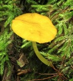 Pluteus chrysophlebius image