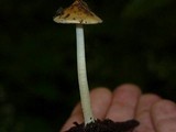 Inocybe mixtilis image