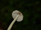 Inocybe mixtilis image