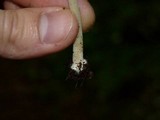 Inocybe mixtilis image