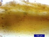 Inocybe mixtilis image