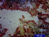 Inocybe mixtilis image