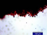 Inocybe mixtilis image