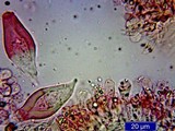 Inocybe mixtilis image