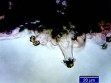 Inocybe mixtilis image