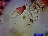 Inocybe mixtilis image