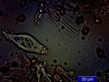 Inocybe mixtilis image