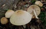 Marasmius nigrodiscus image
