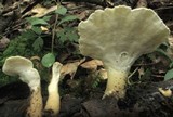 Loweomyces fractipes image