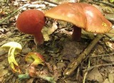 Boletochaete bicolor image