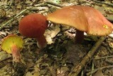 Boletochaete bicolor image