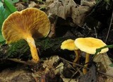 Hygrophoropsis aurantiaca image