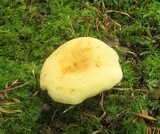 Lactarius volemus var. flavus image