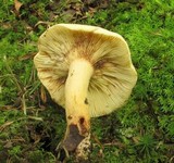 Lactarius volemus var. flavus image
