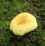 Lactarius volemus var. flavus image