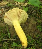 Lactarius hygrophoroides image