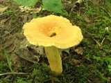 Lactarius hygrophoroides image