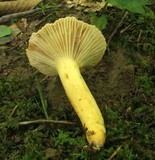 Lactarius hygrophoroides image
