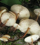 Gymnopus dichrous image