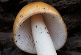 Amanita sect. Vaginatae image