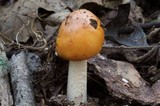 Amanita sect. Vaginatae image