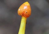 Hygrocybe acutoconica image