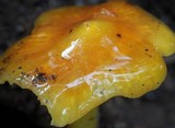 Hygrocybe acutoconica image