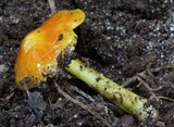Hygrocybe acutoconica image