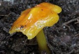 Hygrocybe acutoconica image