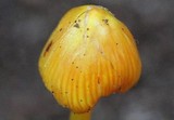 Hygrocybe acutoconica image