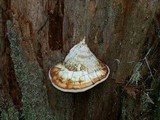 Fomitopsis officinalis image
