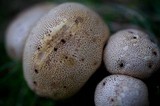 Scleroderma areolatum image