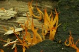 Calocera cornea image