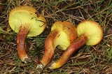 Pulveroboletus ravenelii image