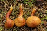 Pulveroboletus ravenelii image