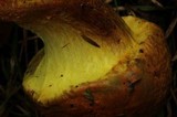Pulveroboletus ravenelii image