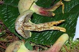 Pulveroboletus ravenelii image