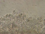Pluteus thomsonii image