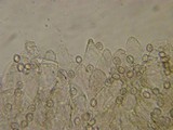 Pluteus thomsonii image