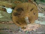 Suillus spraguei image