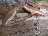 Suillus spraguei image