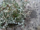 Cladonia furcata image
