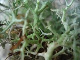 Cladonia furcata image