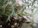 Cladonia furcata image