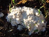 Trechispora hymenocystis image